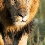 Яркий слот Chilli Heat с мексиканской тематикой для беззаботной игры