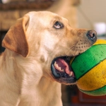 Беззаботное веселье в слот игре The Dog House с яркими символами