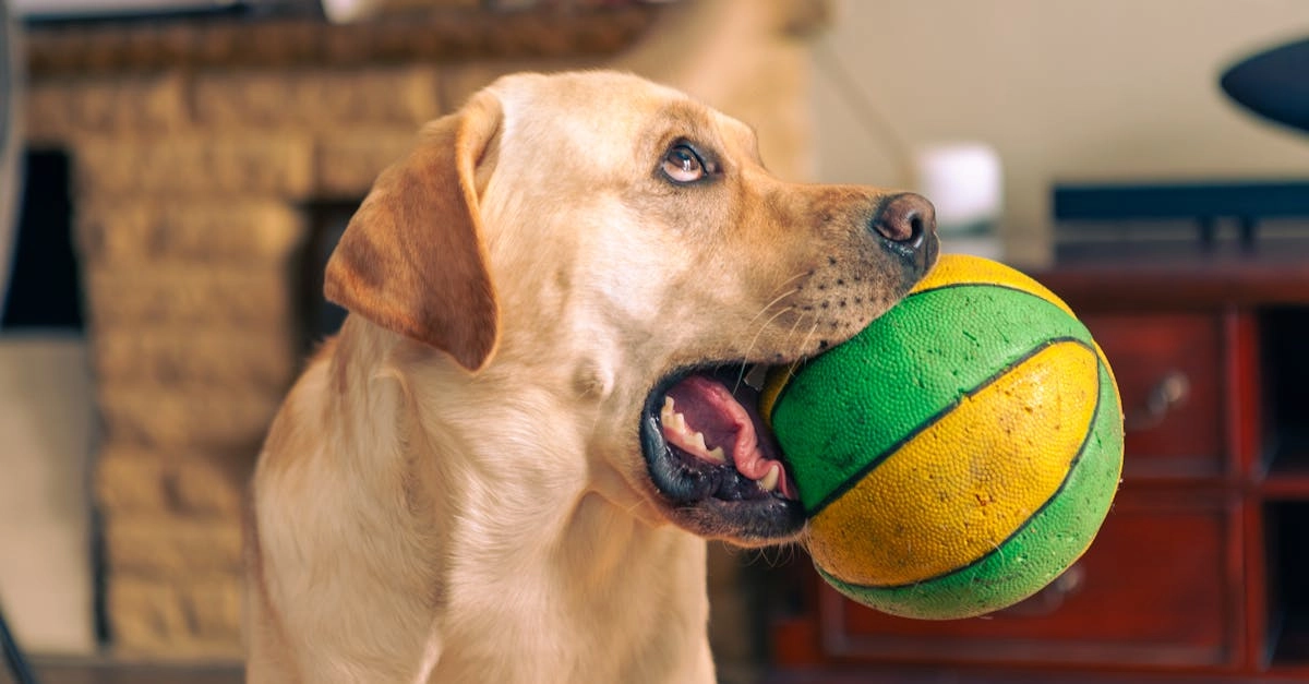 Беззаботное веселье в слот игре The Dog House с яркими символами